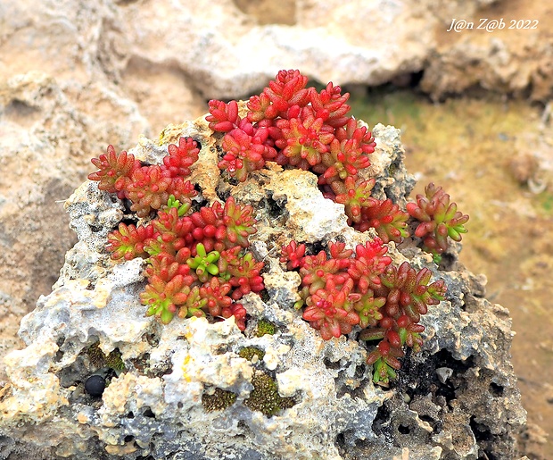 rozchodník Sedum caeruleum L.