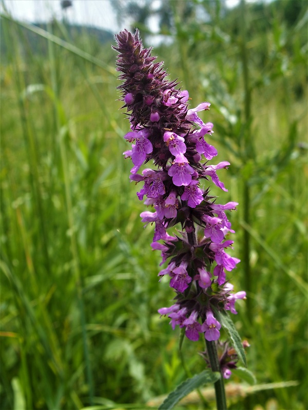 čistec močiarny Stachys palustris L.