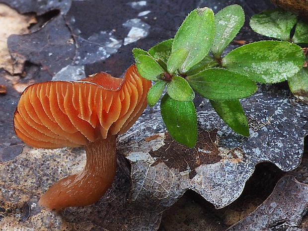 smeťovka zimná Tubaria furfuracea (Pers.) Gillet