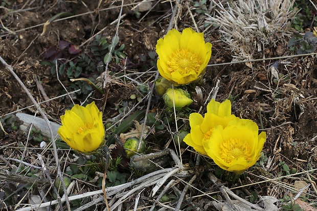 hlaváčik jarný Adonis vernalis L.