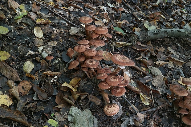 podpňovka Armillaria sp.