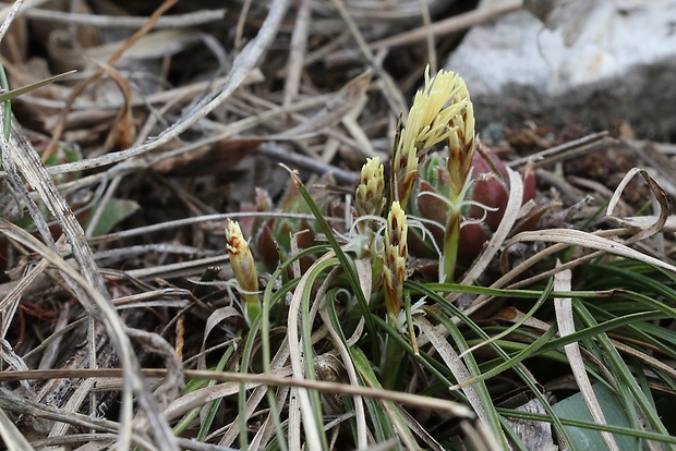 ostrica nízka Carex humilis Leyss.