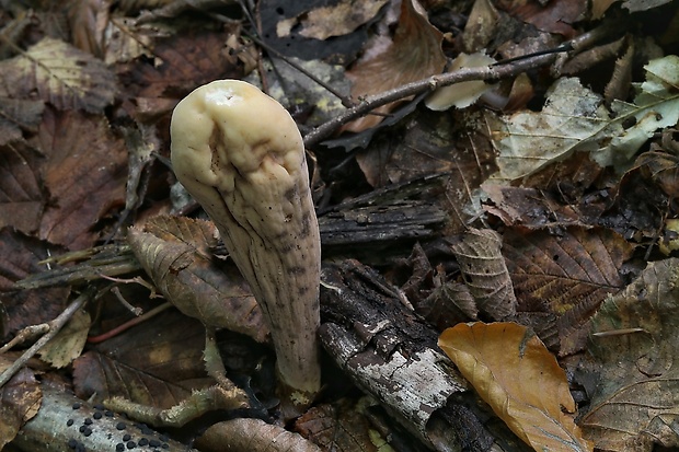 kyjak obrovský Clavariadelphus pistillaris (Fr.) Donk