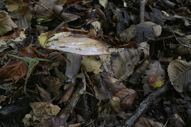 pavučinovec Cortinarius sp.