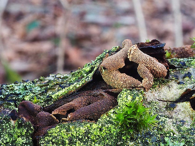 dutinovka otrubnatá Encoelia furfuracea (Roth) P. Karst.