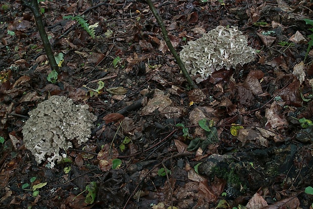 trúdnik klobúčkatý Polyporus umbellatus (Pers.) Fr.