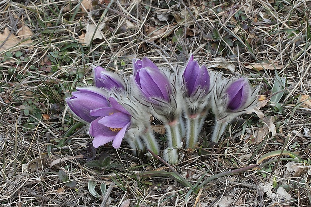 poniklec veľkokvetý Pulsatilla grandis Wender.