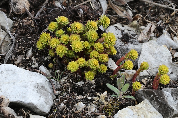 mliečnik chvojkový Tithymalus cyparissias (L.) Scop.