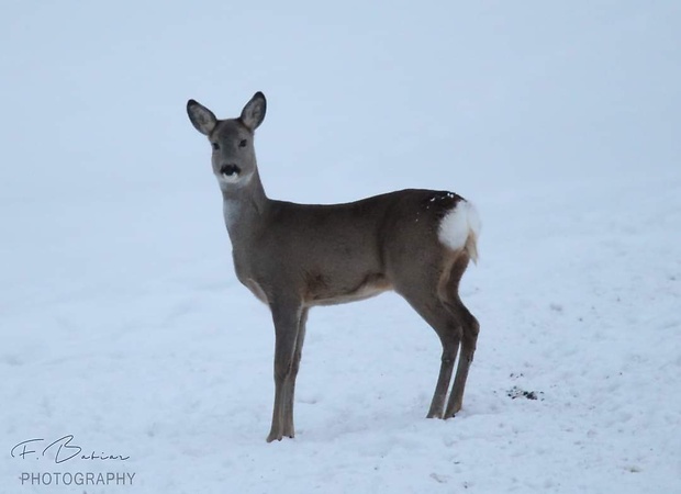 srna lesná  Capreolus capreolus