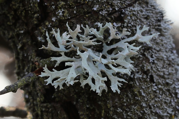 konárnik slivkový Evernia prunastri (L.) Ach.