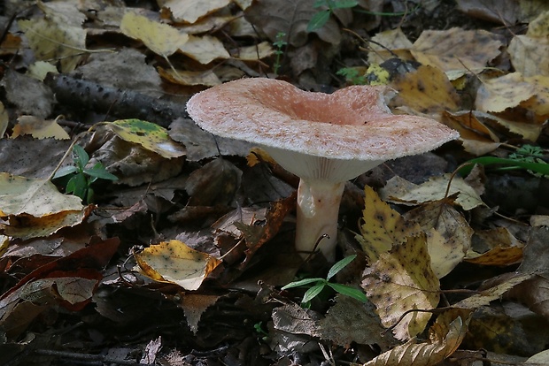 rýdzik kravský Lactarius torminosus (Schaeff.) Gray