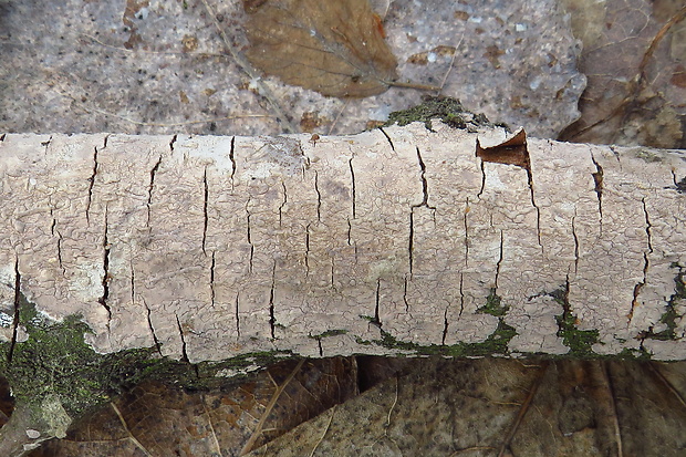 kornatka popolavá Peniophora cinerea (Pers.) Cooke