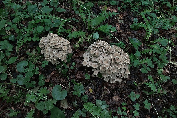 trúdnik klobúčkatý Polyporus umbellatus (Pers.) Fr.