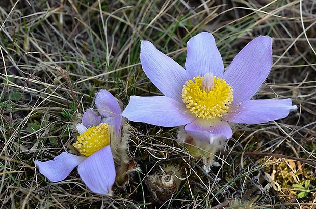 poniklec veľkokvetý Pulsatilla grandis Wender.