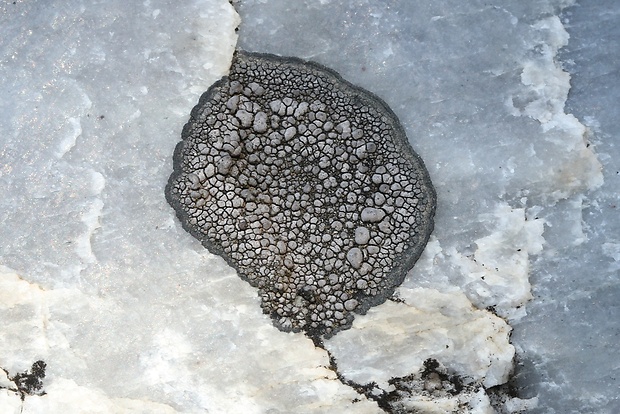 zemepisník Rhizocarpon disporum (Nägeli ex Hepp) Müll. Arg.