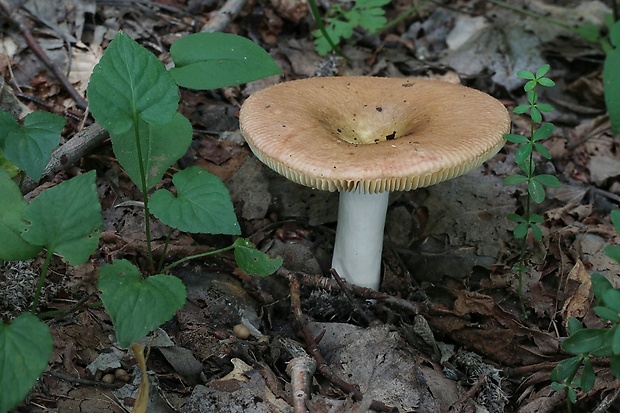 plávka Russula sp.