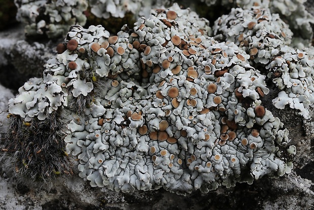 skvamarína chrupkovitá Squamarina cartilaginea var. cartilaginea (With.) P. James