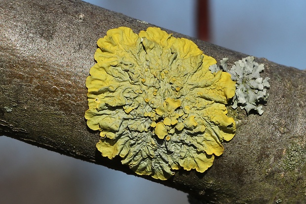 diskovník múrový Xanthoria parietina var. parietina (L.) Th. Fr.