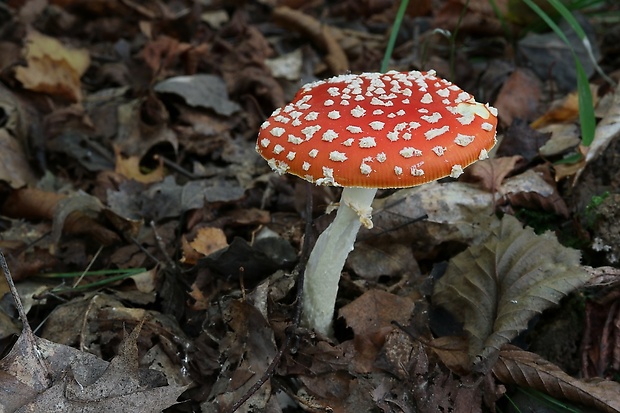 muchotrávka červená Amanita muscaria (L.) Lam.