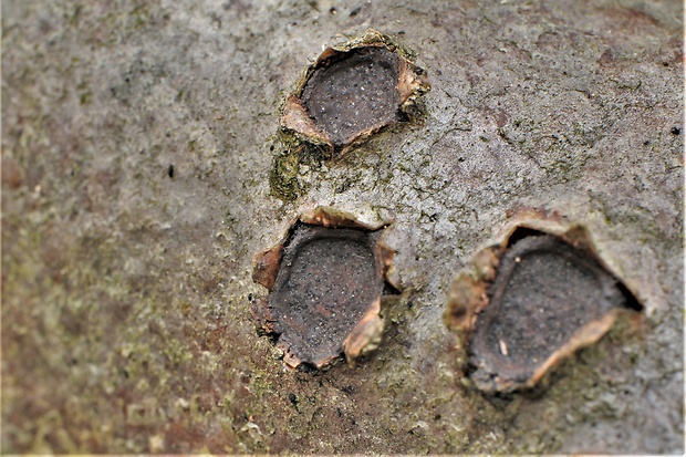 peniazovček Biscogniauxia sp.