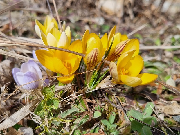 šafran Crocus sp.