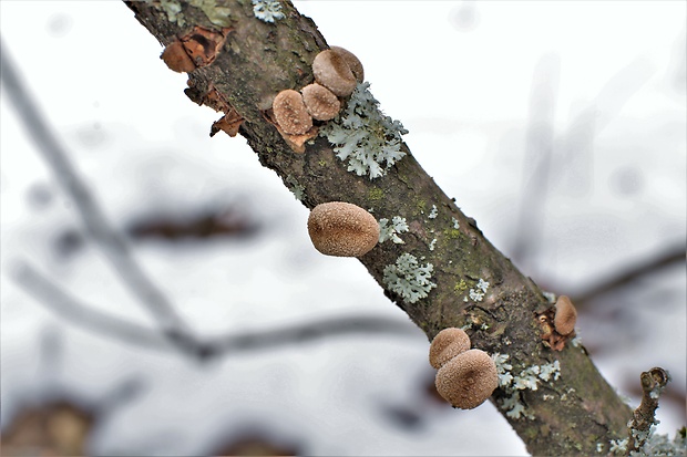 dutinovka otrubnatá Encoelia furfuracea (Roth) P. Karst.