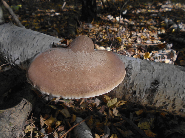 brezovník obyčajný Fomitopsis betulina (Bull.) B.K. Cui, M.L. Han & Y.C. Dai