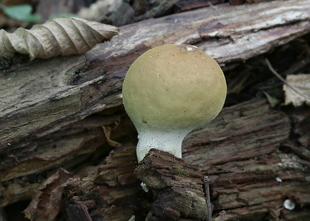 prášnica hruškovitá Lycoperdon pyriforme Schaeff.