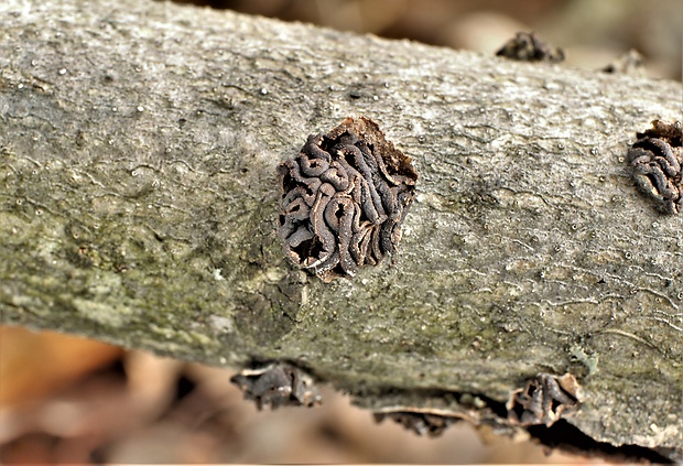 dutinovka Sclerencoelia sp.