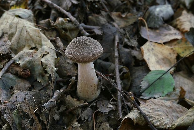 podpňovka Armillaria sp.