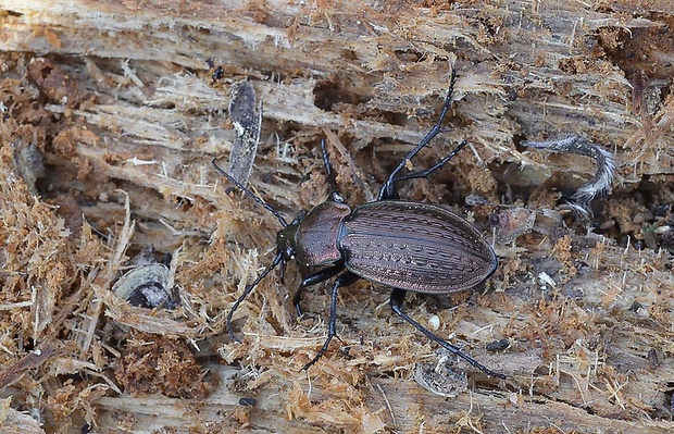 bystruška zlatomedená Carabus ullrichii