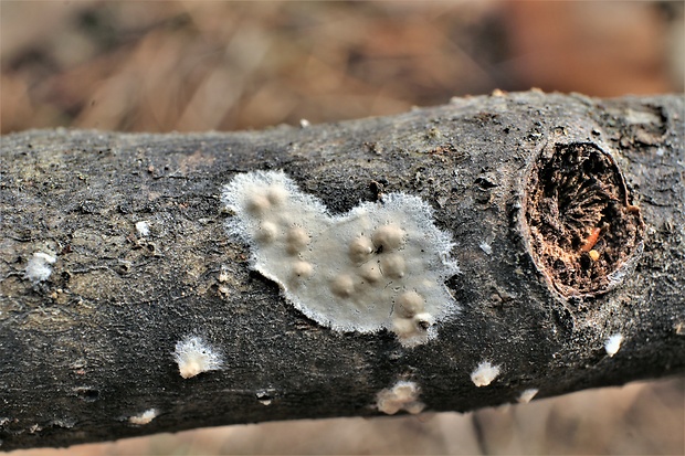 pukavec rozložitý Cylindrobasidium evolvens (Fr.) Jülich