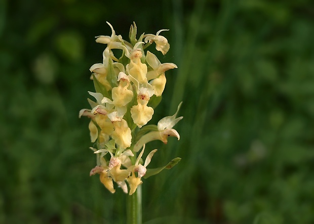 vstavačovec bazový Dactylorhiza sambucina (L.) Soó