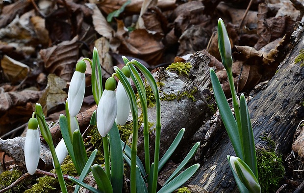 snežienka jarná Galanthus nivalis L.