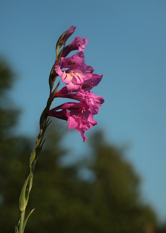 mečík škridlicovitý Gladiolus imbricatus L.