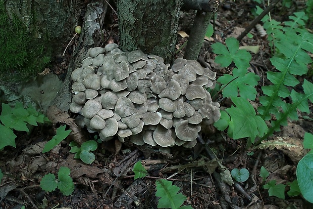 trúdnik klobúčkatý Polyporus umbellatus (Pers.) Fr.