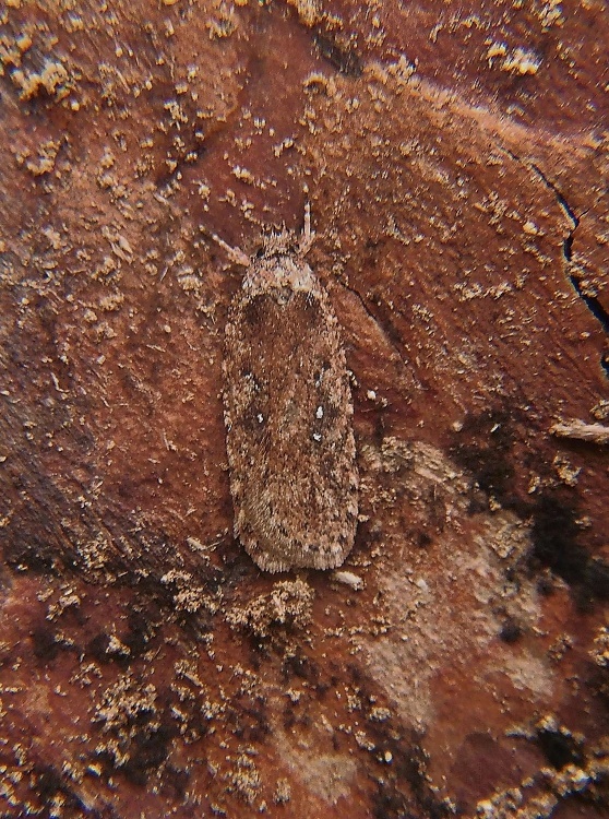 ploskáč veľký   /   plochuška olešníková Agonopterix ciliella Stainton, 1849