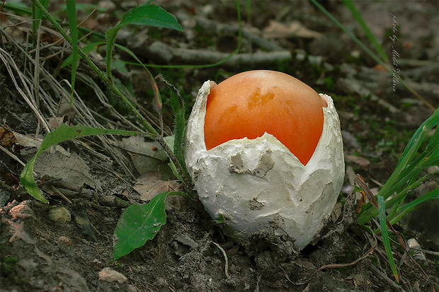 muchotrávka cisárska Amanita caesarea (Scop.) Pers.