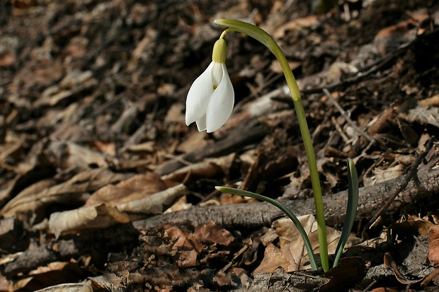 snežienka jarná Galanthus nivalis L.