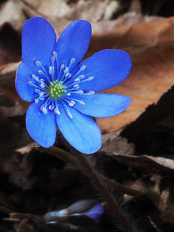 pečeňovník trojlaločný Hepatica nobilis Schreb.