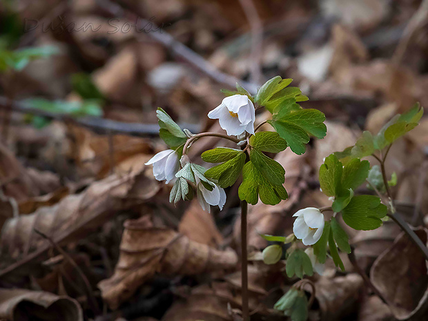 veterník žltuškovitý Isopyrum thalictroides L.