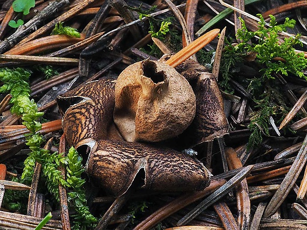 hviezdovka strapkatá Geastrum fimbriatum Fr.