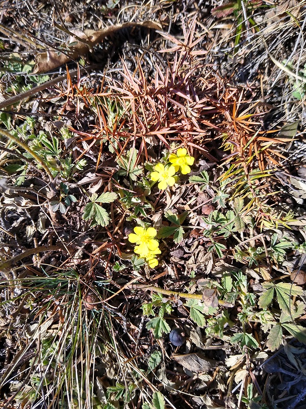 nátržník Potentilla ×herbichii