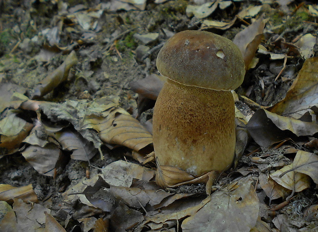 hríb dubový Boletus reticulatus Schaeff.