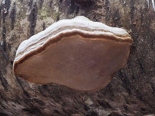 práchnovec kopytovitý Fomes fomentarius (L.) J.J. Kickx