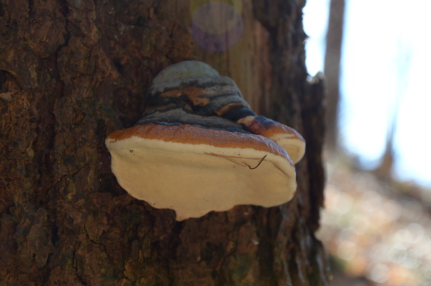 práchnovček pásikavý Fomitopsis pinicola (Sw.) P. Karst.