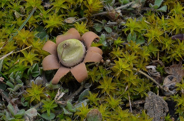 hviezdovka kvetovitá Geastrum floriforme Vittad.