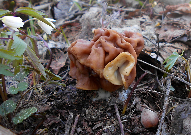 ušiak obrovský Gyromitra gigas (Krombh.) Cooke