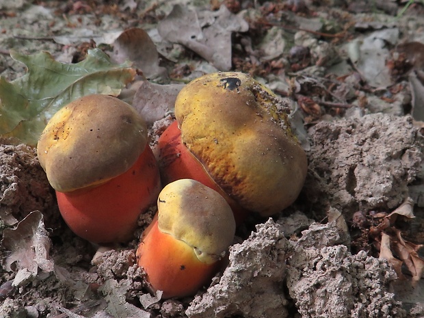 hríb zrnitohlúbikový Sutorius luridiformis (Rostk.) G. Wu & Zhu L. Yang