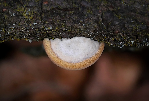 trúdnikovec chlpatý Trametes hirsuta (Wulfen) Lloyd